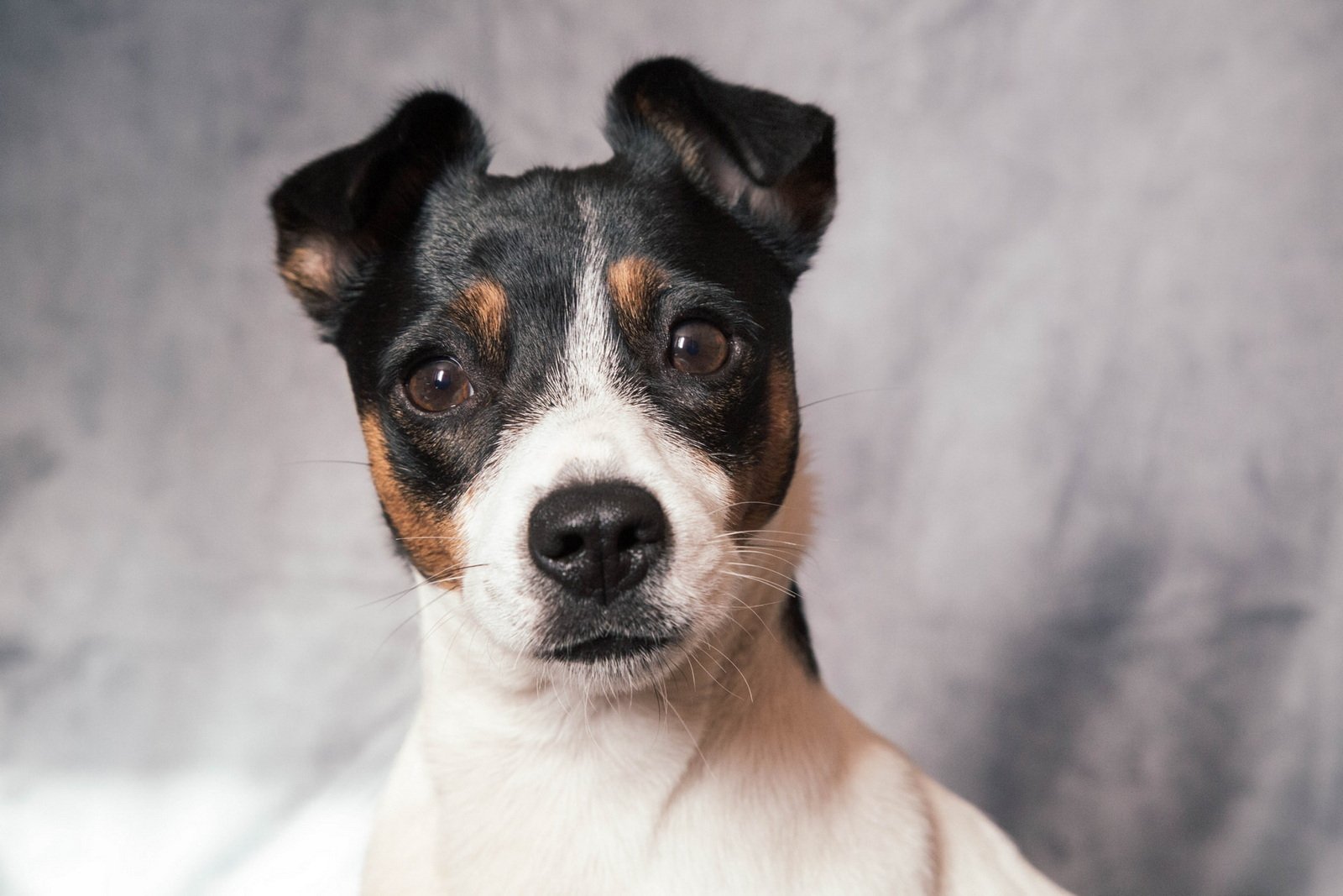 Jack Russell A small dog with black, white, and brown fur looks directly at the camera against a gray background.