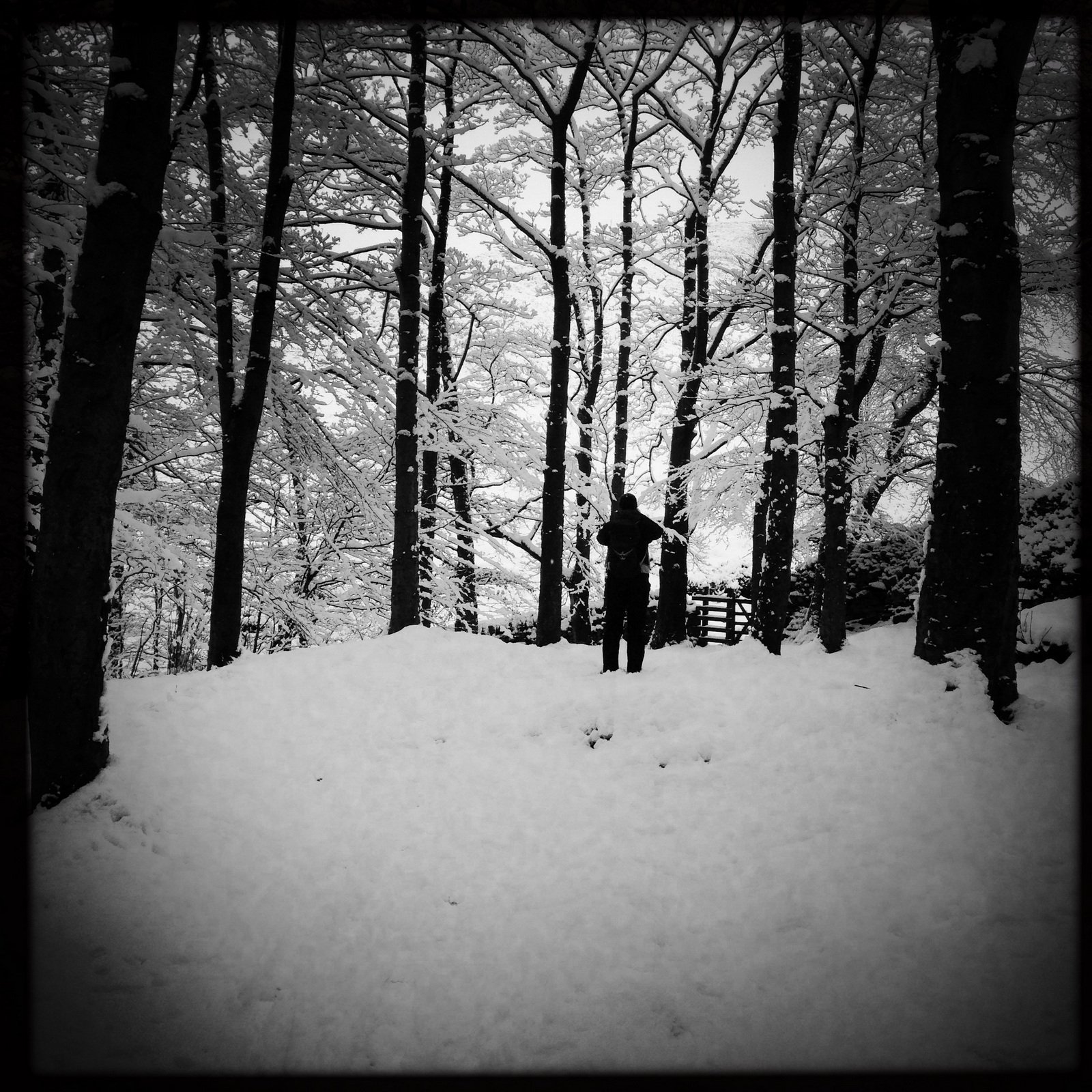 A person stands on a snow-covered path in a forest, surrounded by tall trees coated with snow.
